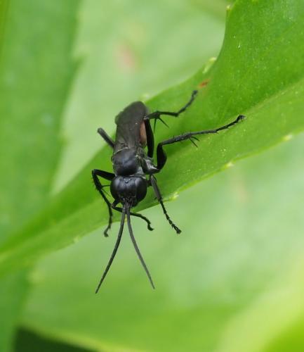 Réf. 236 016 : Pompilinae inconnu